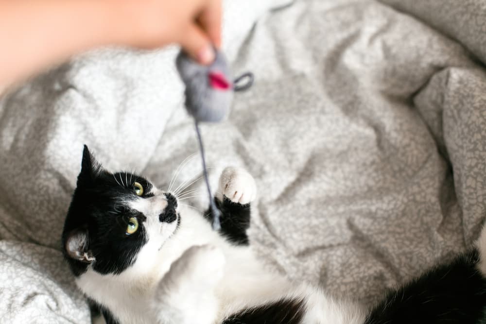 Cat owner playing with catnip toy