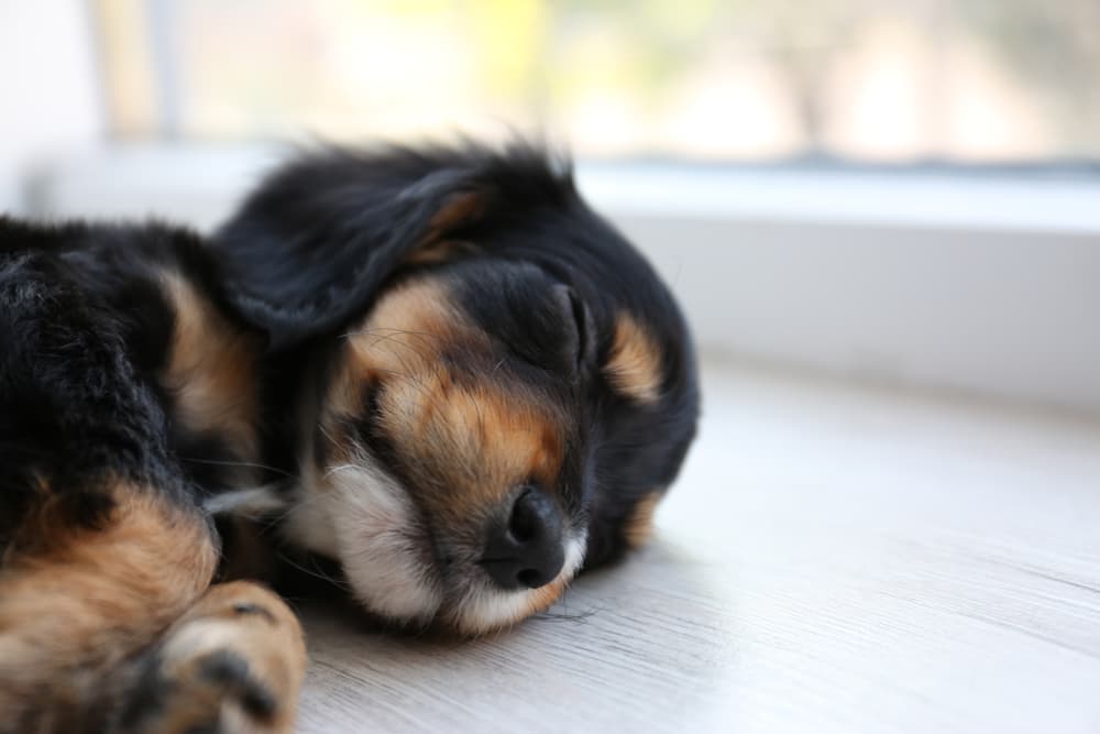 Cute puppy sleeping