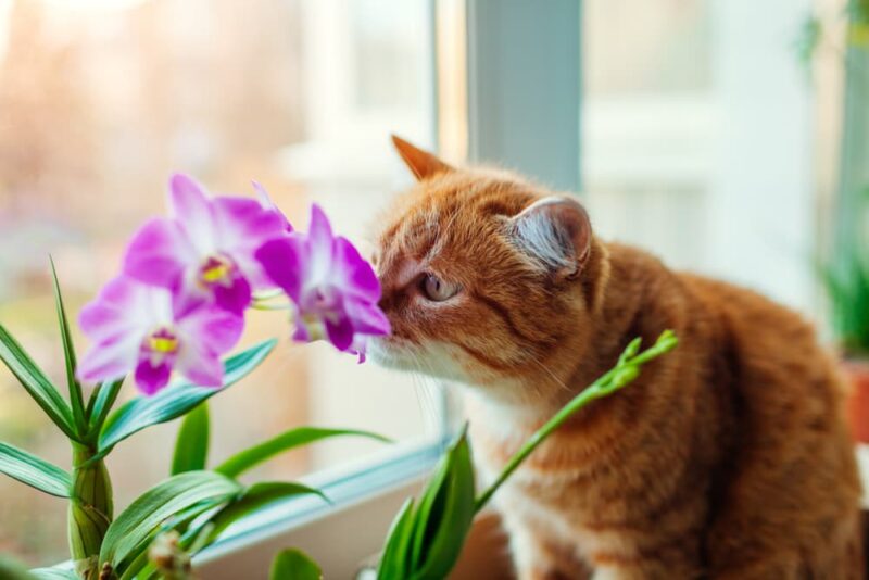 10 Flowers That Are Poisonous to Cats Great Pet Care