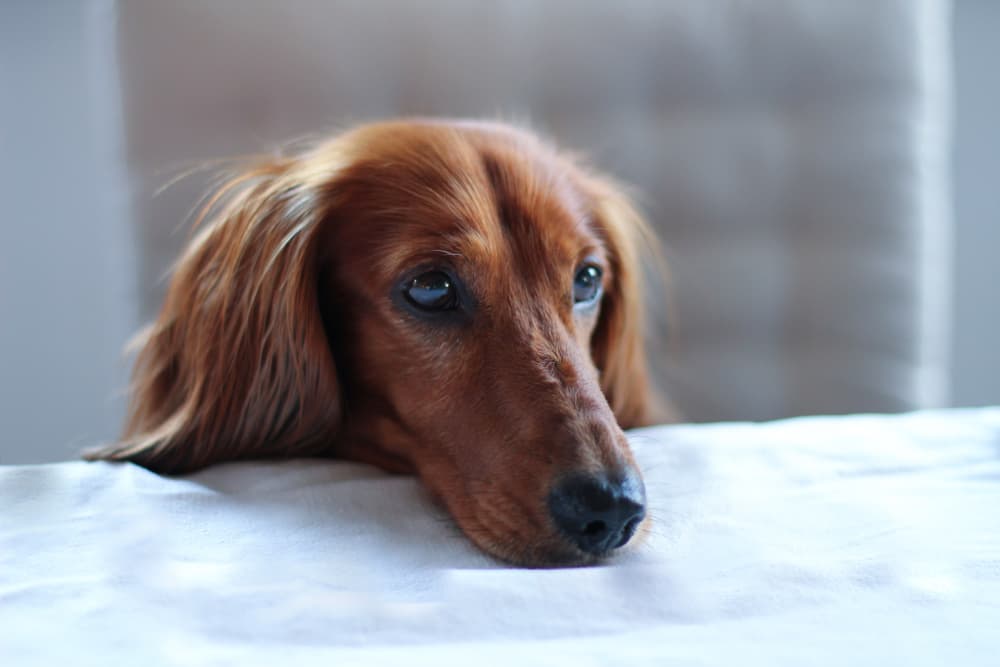 Dachshund begging for food