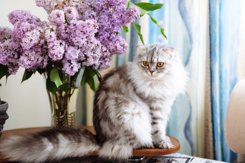 10 Flowers That Are Poisonous to Cats Great Pet Care