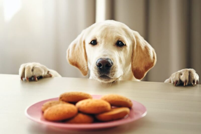 Xylitol Poisoning in Dogs Great Pet Care