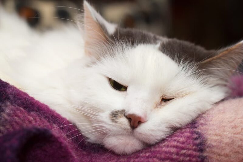 All about feline herpes great pet care