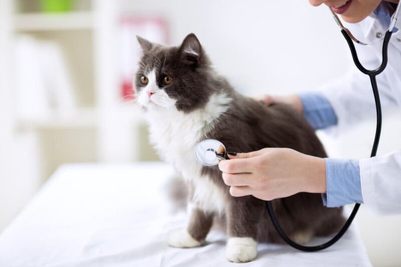 Diarrhea in Cats Great Pet Care