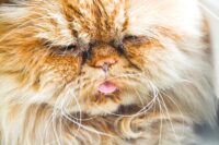 Respiratory Infections in Cats