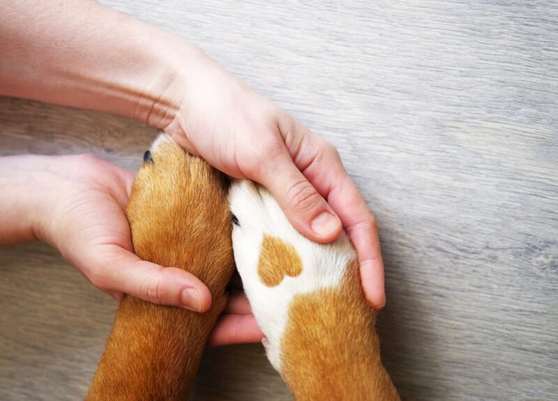 Paw Swelling in Dogs Great Pet Care