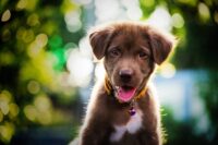 All About Puppy Strangles
