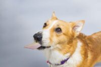 Xylitol Poisoning in Dogs