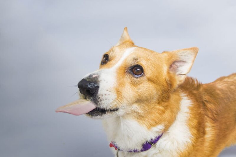 Xylitol Poisoning in Dogs Great Pet Care