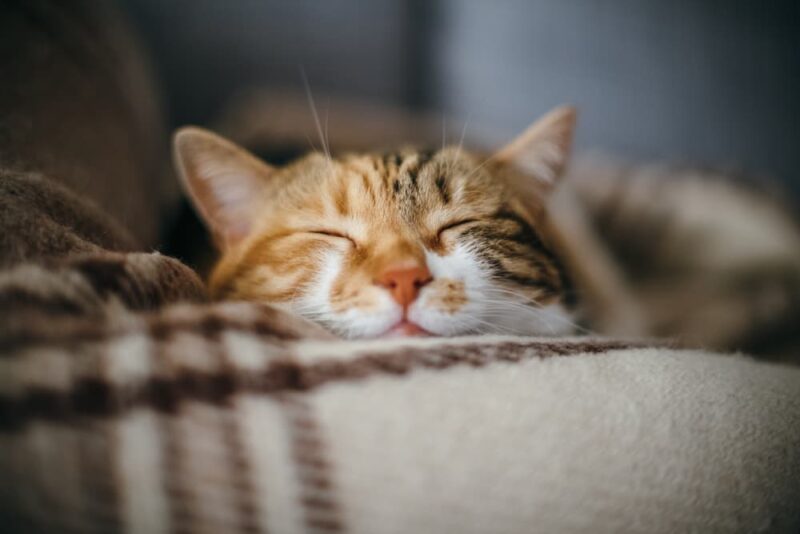 Curated visual reference: 8 Surprising Things That Stress Cats Out Photo Inspiration