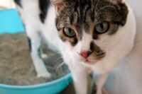 Cerenia for Cats