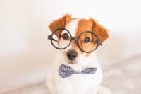 12 Amazing Dog Brain Facts