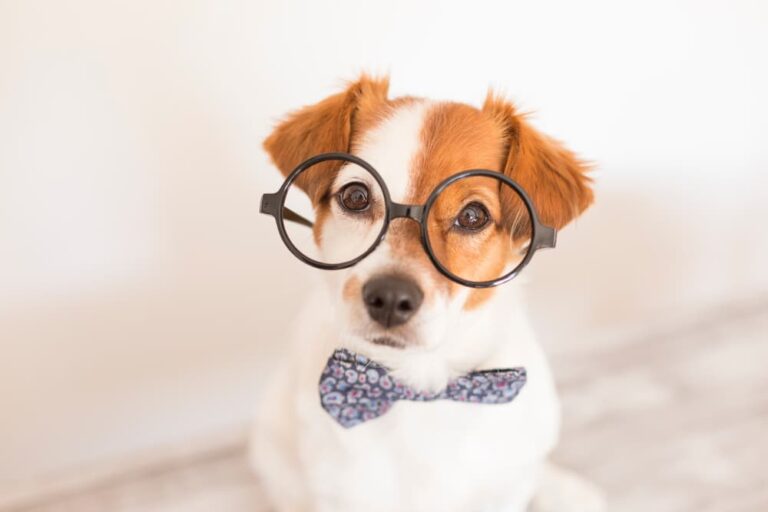 Dog with glasses