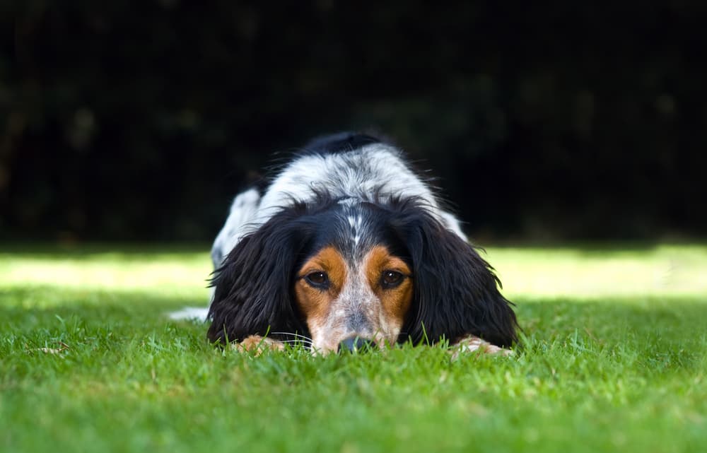 tired dog rests