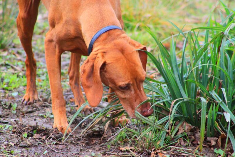 Whipworms in Dogs Great Pet Care