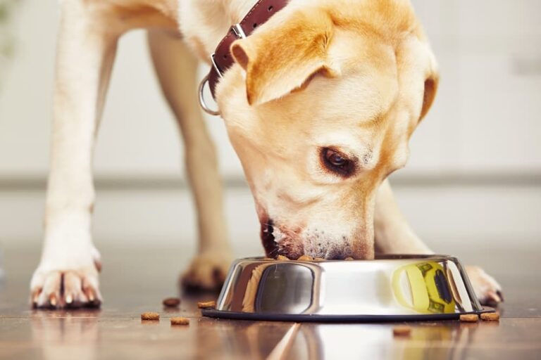 Dog eating out of food bowl