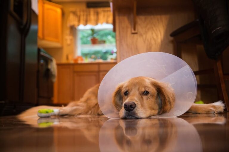 how long does my dog need to wear a cone after surgery