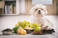 Can Dogs Eat Pumpkin?