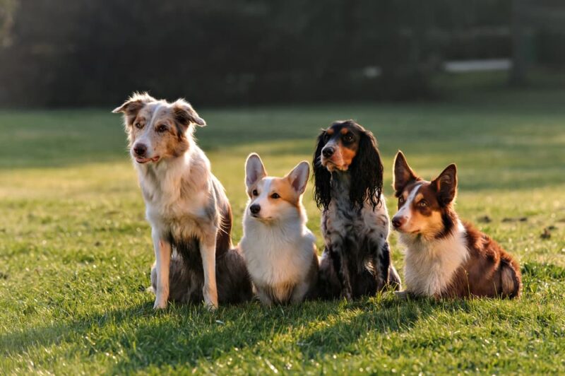 Image showcasing Why Do Dogs Howl at Sirens? | Great Pet Care