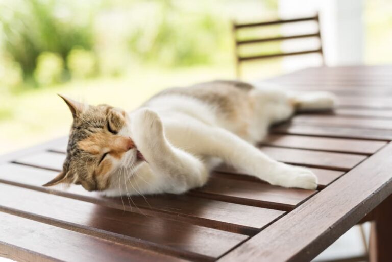 All About Dandruff in Cats Great Pet Care