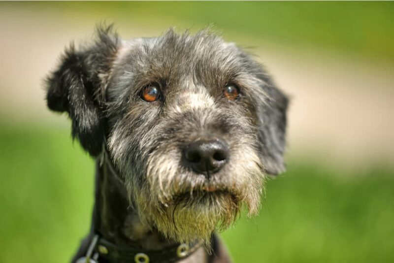 Kennel Cough in Dogs Great Pet Care