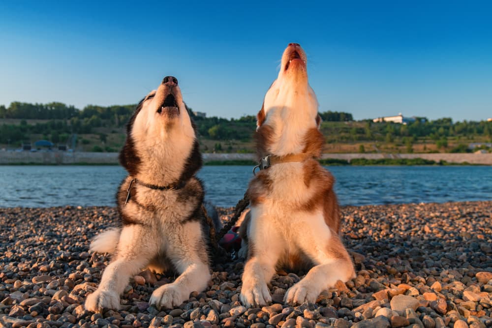 Two dogs howling