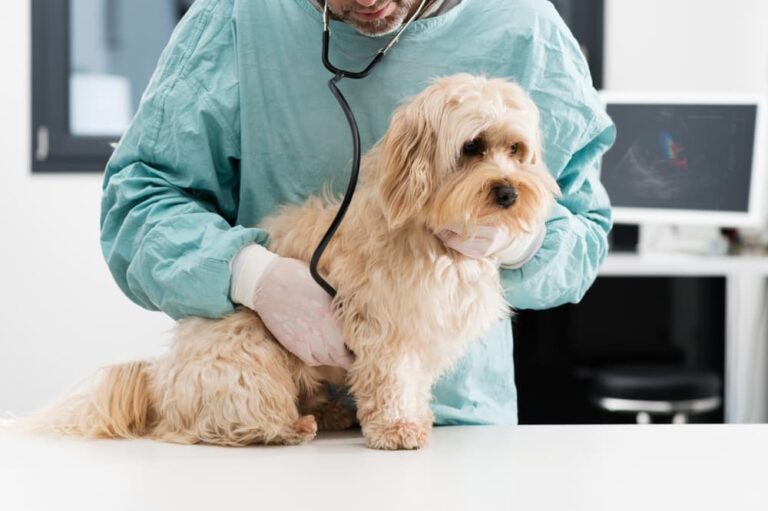 Anaplasmosis in Dogs Great Pet Care