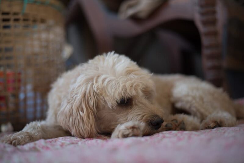 Kennel Cough in Dogs Great Pet Care