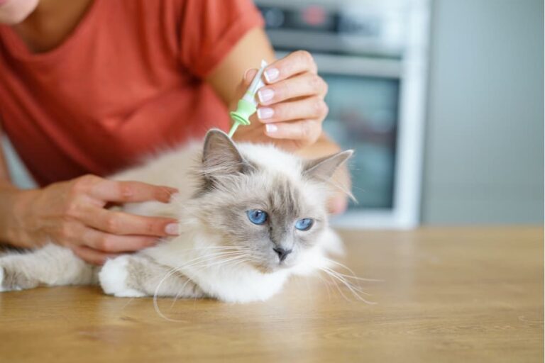 Anemia in Cats Great Pet Care