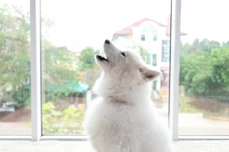 Dog by window howling