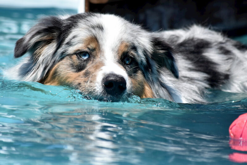 How to Teach a Dog to Swim Great Pet Care