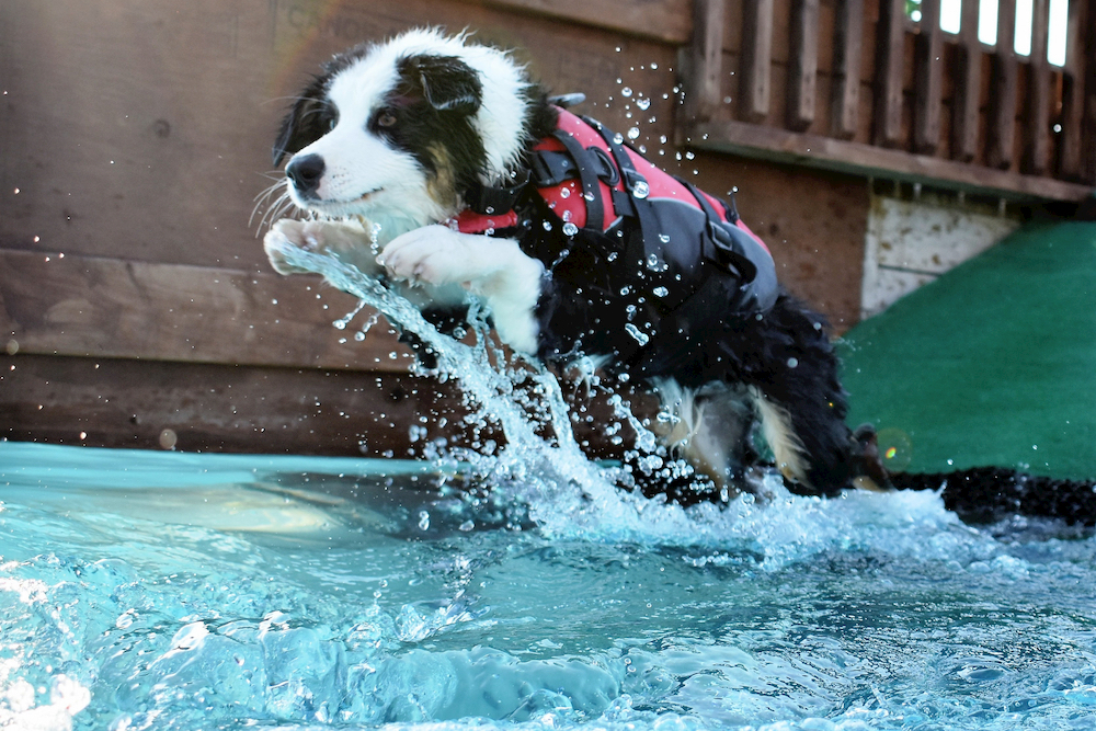 Dog jumping in pool wearing a life vest