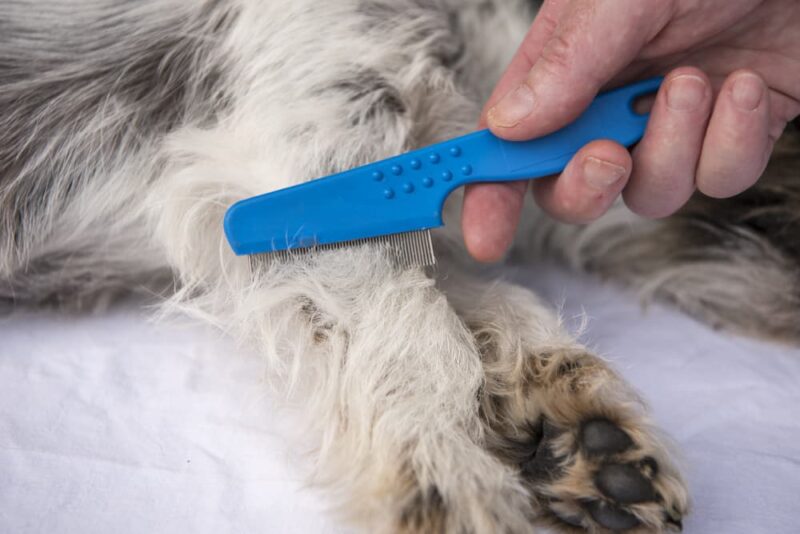 Flea Eggs 10 Common Questions Answered Great Pet Care