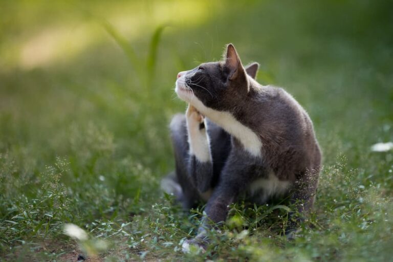 Flea Eggs 10 Common Questions Answered Great Pet Care