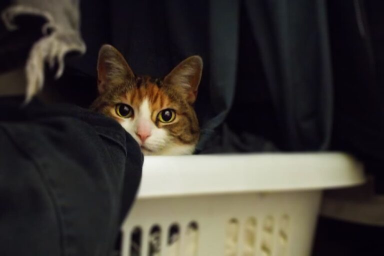 Flea Eggs 10 Common Questions Answered Great Pet Care