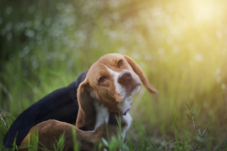 Dog outdoors scratching at fleas