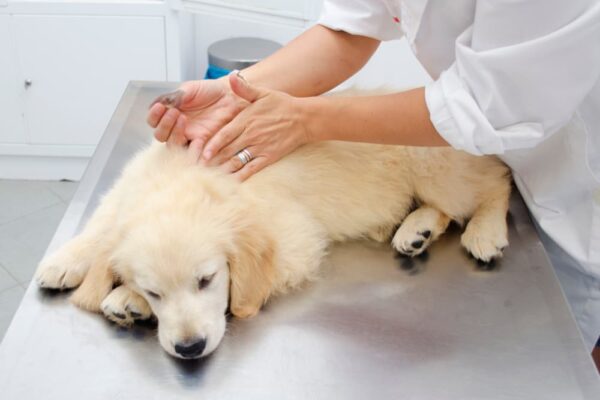 Picture of Flea Eggs: 10 Common Questions Answered | Great Pet Care