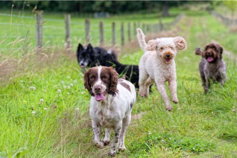 How Much Exercise Does a Dog Need? Great Pet Care