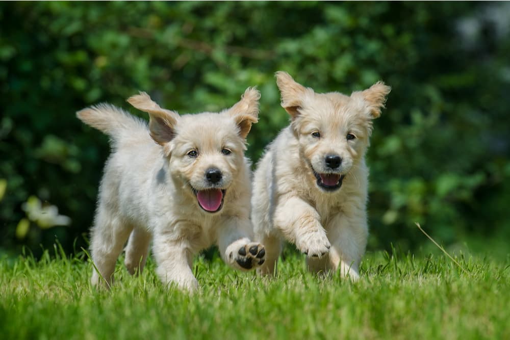 Dogs running outside in the heat