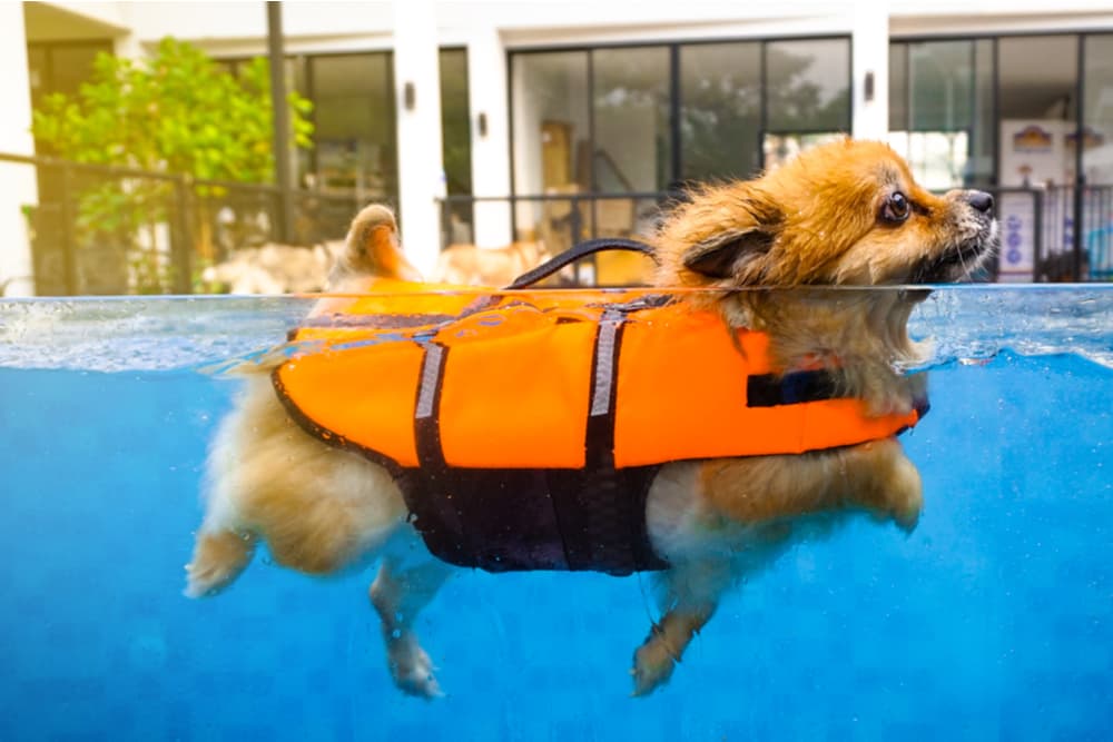 Dog swimming in a pool