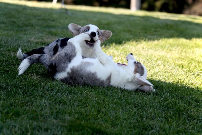 Littermate Syndrome in Dogs What to Know Great Pet Care