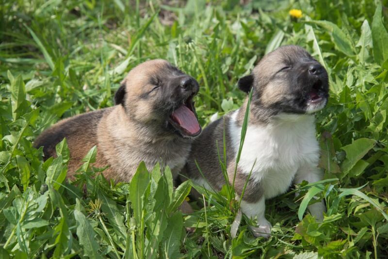 Littermate Syndrome in Dogs What to Know Great Pet Care