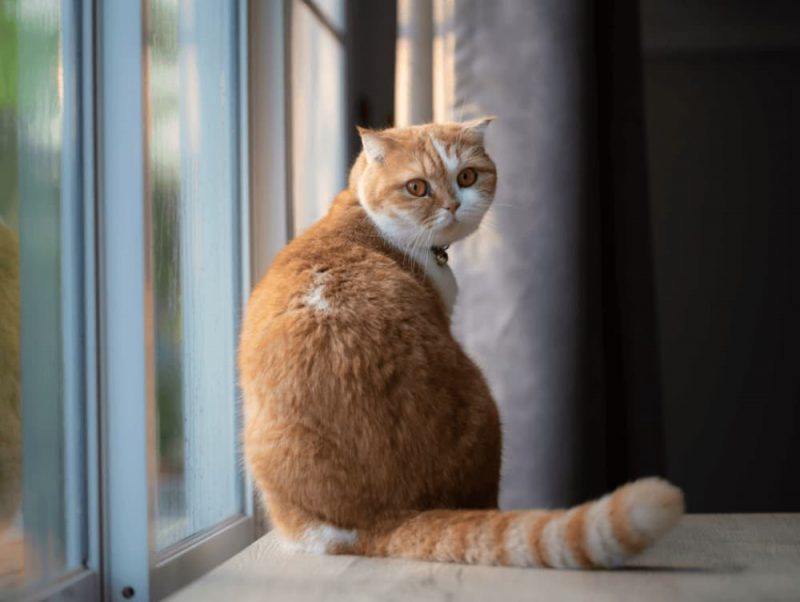 Do Cats Get Separation Anxiety? Great Pet Care