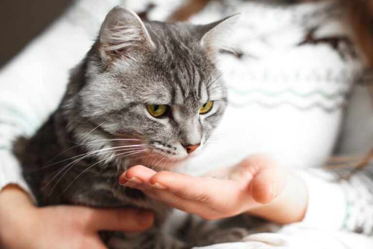 Cat owner giving cat pill