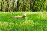 Lyme Vaccine for Dogs