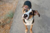 Histiocytoma in Dogs