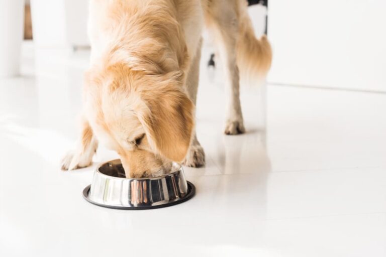 Can Dogs Eat Sardines? Great Pet Care