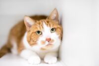 Megacolon in Cats