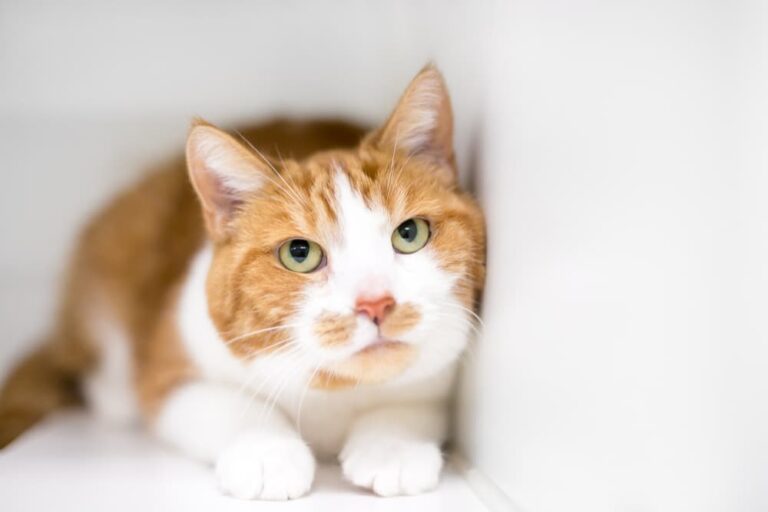 Cat uncomfortably looking up at owner