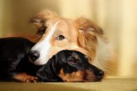 How to Help Dogs Get Along